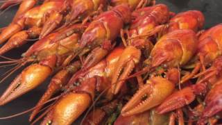 Mud Bugs