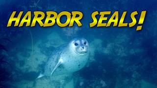 Diving with the HARBOR SEALS of Monterey Bay!