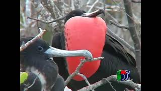 Venezuelan Birds 01 - Grebes to Ducks