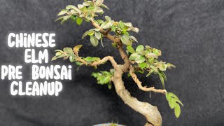 Work on 1/2 of my Chinese Elms