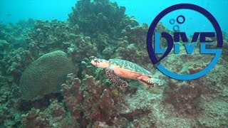 How to make friends underwater!