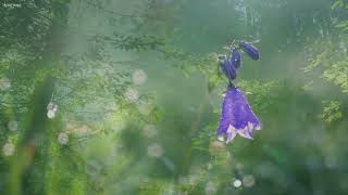 10 Hours Relax Music | Nature | Rain | Raining | Forest | Thunder | Storm | Ambient | Study | Focus