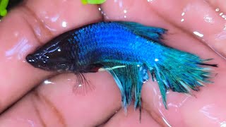 Playing With Some Beautiful Small Fish In A Tiny Pond Back Of The House