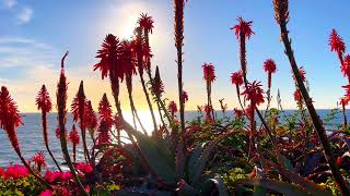 Ocean Waves Sounds of Laguna Beach with Calm Beautiful Background Music