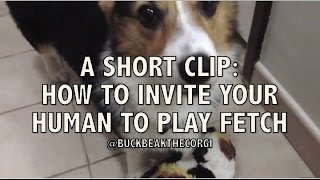 A Short Clip: How To Invite Your Human To Play Fetch (Buckbeak The Corgi)