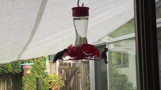 Two hummingbirds feeding in my backyard