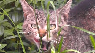 Cat is Eating Something in the Garden