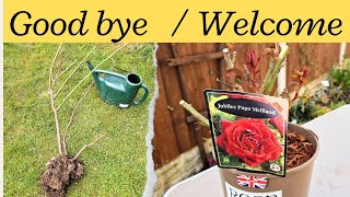 Good bye old rose, Welcome Jubilee Papa Meilland and Felicia