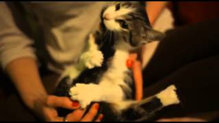 angry cat bites its tail