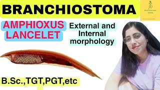 Branchiostoma || Amphioxus || lancelet