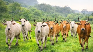 🐄✨ Herding Thousands of Cute, Tame Cows Roaming the Road - Cows Dancing. Cow Sounds. Cute Cows. 6