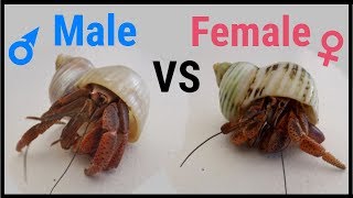 How to tell if a hermit crab is male or female