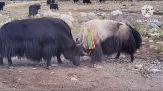 white yak vs black yak.                                       白牦牛和黑牦牛打架。