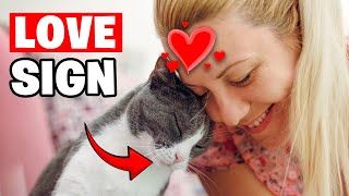 10 Signs Your Cats See You as Their Parent