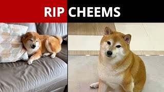The Dog Behind Viral Meme Dies | NewsMo