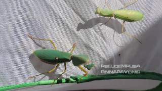 Females size compare