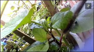 CAN'T TOUCH DES! MAKATI ITCY / 28 June 2022 FULL HD 1080p FR30 #insects #organic #garden