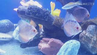 Discus Fish , Neon tetra , algae eaters..