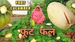 How to grow Foot Kakdi Farming | फूट ककड़ी | ख़खड़ी की खेती | Khakhdi ki kheti | Fruit Cucumber farm
