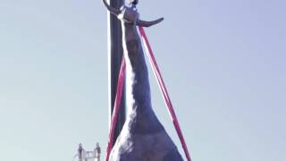 Man Lifting Cow 1