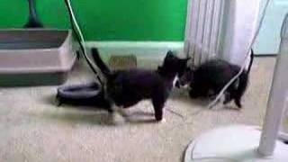 Kitties playing
