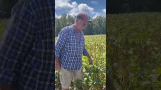 Great Soybean Crop in Virginia with BigYield Products
