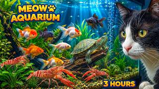Cat TV:  Fish for Cats to Look At 🐠 Turtles, Shrimp and Colorful Fish (3 Hours, 4K) Videos for Cat