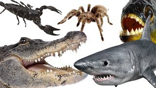 Top 10 Deadliest Animals On The Planet