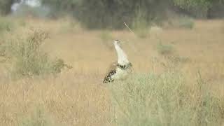 MVI 0048Great Indian Bustard (2), Pokhran, Tal Chappar trip, 281225