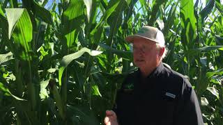 July 14 Corn