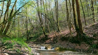 4K Spring Forest Stream 🌿 Relaxing River Sounds NO Birds - Spring Nature Video