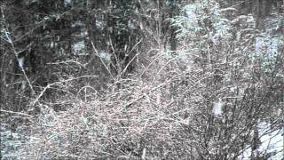 snowfall and chickadees