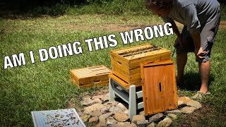 Hive Inspection: Queen Excluder - Too Soon?