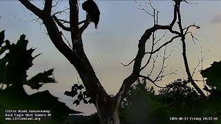 Stunning Eaglet Silouette at Twilight June 21 2024