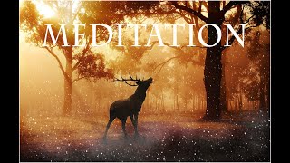 Deer Meditation 2021   | annemarie vervuurt | 2021