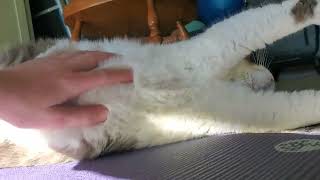 rub the bula belly for good luck
