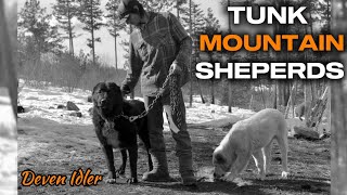 Dogs, Family & Homesteading: Deven Idler Of Tunk Mountain Shepherds