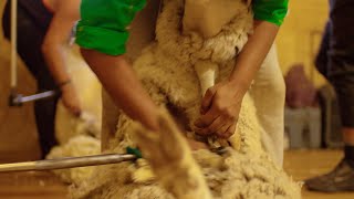 Giving shearing a go!