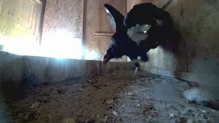 Rare California Condor Chicks Hatch At Zoo Conservation Center