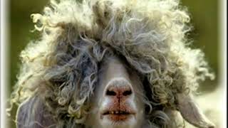 The Howard Stern Show...