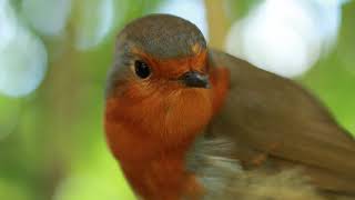 Poor Bob the robin startled