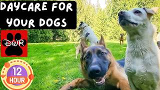 Daycare for your Dogs --12 Hours of Dog Daycare TV 🐾Forest Pack Adventures