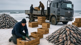 How Millions of Tilapia Are Farmed & Processed for Meat – Inside the Tilapia Industry