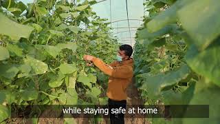 PaliRoots Meal Program Covid-19 Update