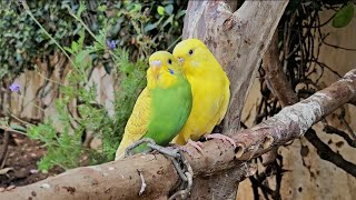 Soothing Garden Birds| Ambiance Calm Mindful Moments In Nature  🌿🕊🧘‍♀️