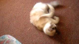 My cat rolling around
