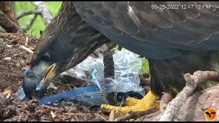 Eagle Country_BONES IN A PLASTIC BAG 😲 Thunder's clever enough not to eat the bag 😅 25/05
