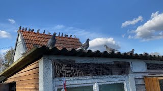 Update on 2023 Widow Team And Youngbirds