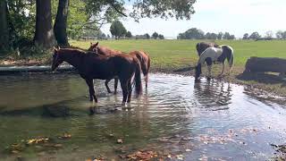 Horses at a pond having some splash