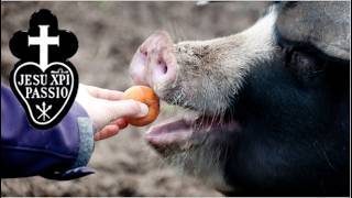 Irish Passionist Priest compares communion at the traditional Latin Mass to feeding animals.